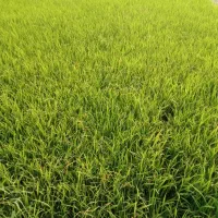 برنج طارم تولکی طارم چرتوک طارم زنگوان