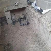 فروش چند جفت کفتر