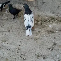 چندعددکبوتر
