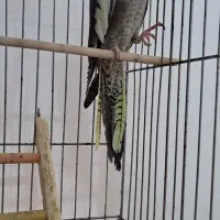 عروس هلندی ماده