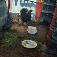 مرغ محلی به همراه ۲۵ عدد جوجه صحیح سالم