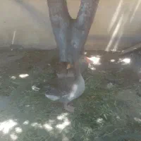 غاز نر و ماده