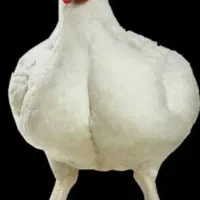 فروش مرغ گوشتی