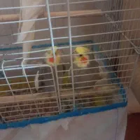 عروس هلندی نر وماده سالم