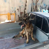 سگ ژرمن