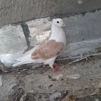 کفتر پشت طوقی سار کاکلی