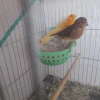 قناری نرو ماده