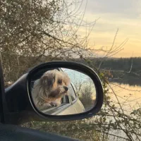 واگذاری سگ شیتزو تریر