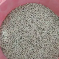 عدس فروش فقط عمده
