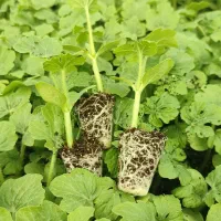 فروش نشا هندوانه و گوجه