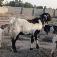 نر بز پاکستانی کل ، درجه یک