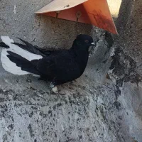 دوم سفید نر