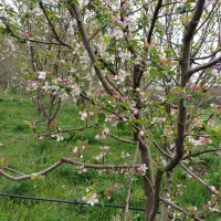 نیاز به کارگر درباغ الزاما باخانواده