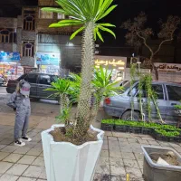 سرسبزی خانه شما، تخصص ماست