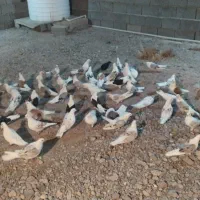 کبوتر دوکت  پرشی نسل دار