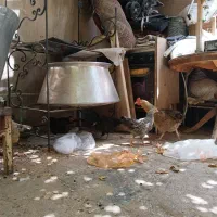 سه تا مرغ یه خوروس