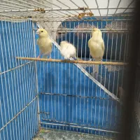 3 عدد قناری جوانه