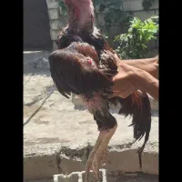 خروس لاری