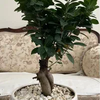 گلدان بن سای جنسینگ