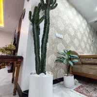 کاکتوس افوربیا همراه با گلدان (تخفیف ویژه)