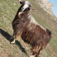 بزغاله نر بزرگ