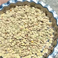 عدس درجه یک محلی خوش پخت