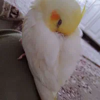 عروس هلندی گمشده