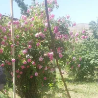 گلاب وعرق شاطره