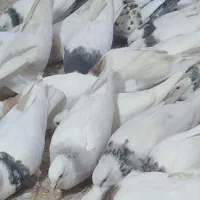 پرنده|پرنده|تویسرکان, |دیوار