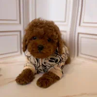 سگ توی پودل توله dog toy poodle رد و دارک رد