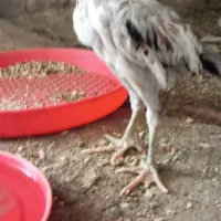 جوجه خروس لاری