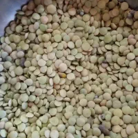 عدس درجه یک