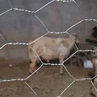 میش