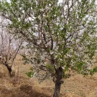 کارگر باغ