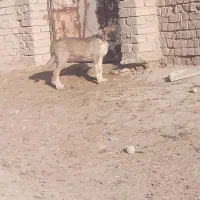 کته سگ|سگ|گرمسار, |دیوار