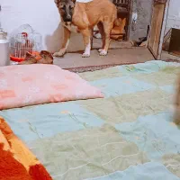 توله نرماده ۵ماهه