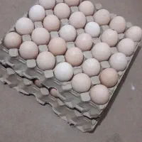 تخم مرغ