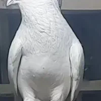 فضله کبوتر چلغوز