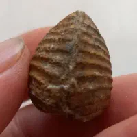 فسیل خراسان