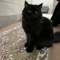 گربه پرشین آروم و‌مهربون