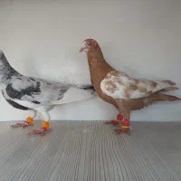 کفتر سار  ملمنز افشون