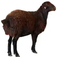 قوچ(قربانی)