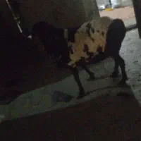 گوسفند