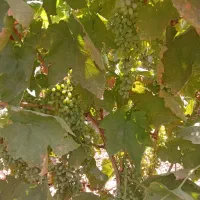 غوره انگور
