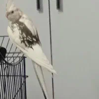 عروس هلندی دوکت البینو