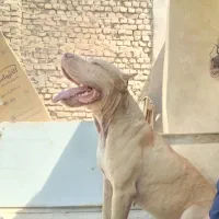 واگذاری جهت کشش