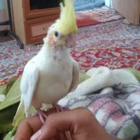 عروس هلندی