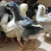 جوجه محلی اصل گلین ریشی