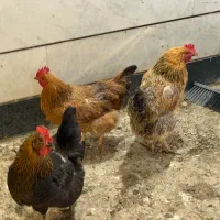 فروش مرغ