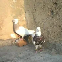 کفتر طوقی
